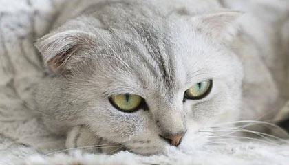 【2025最新】广佛高端私人茶室TOP10,品味与格调并存